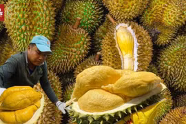 Sầu riêng Việt 'vượt bão' trước cảnh báo mới của Trung Quốc