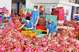 Thanh long bất ngờ soán ngôi 'vua' trái cây Việt Nam