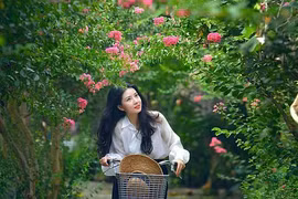 Ngắm những đường hoa tường vi đẹp như cổ tích giữa lòng Hà Nội