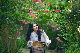 Ngắm những đường hoa tường vi đẹp như cổ tích giữa lòng Hà Nội