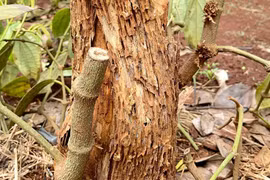 'Đạo chích' đột nhập nương rẫy, trộm hồ tiêu