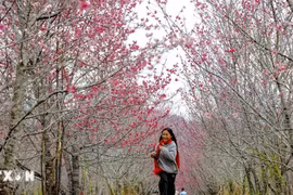 Tưng bừng Lễ hội hoa Anh Đào - Điện Biên Phủ 2025