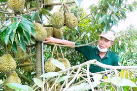 Ngọt thơm mùa quả chín