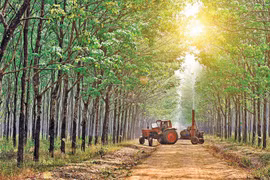 Công ty TNHH một thành viên Cao su Chư Sê thông báo