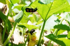 Tử vong sau khi ăn côn trùng của cây rau bí