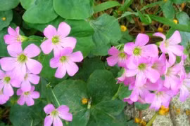 Tin lời trên mạng xã hội, nhập viện vì cây me đất hoa đỏ