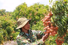 Vải thiều Đắk Lắk chín sớm, ồ ạt xuất ngoại