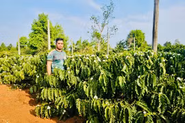 Làm giàu từ mô hình nông nghiệp sạch