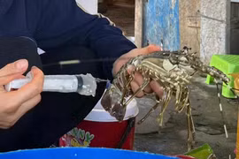 Bắt quả tang cơ sở bơm tạp chất vào tôm hùm chết lừa người tiêu dùng