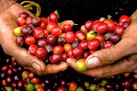 Giá cà phê hôm nay 3/4: Trong nước tăng mạnh, thế giới giảm