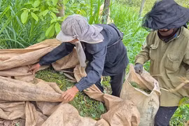 Trung Quốc dẫn đầu nhập khẩu hồ tiêu Việt Nam