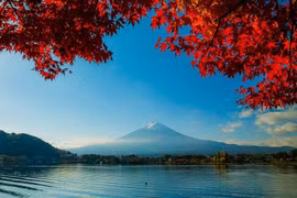 Nhật Bản: Sắc Thu rực rỡ của vùng núi Phú Sĩ trong tiết trời se lạnh đầu Đông