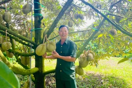 Thu nhập tiền tỷ Thu nhập tiền tỷ từ trồng sầu riêng theo hướng hữu cơ