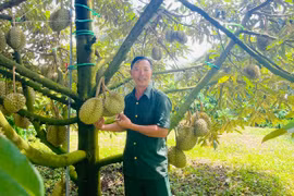 Thu nhập tiền tỷ Thu nhập tiền tỷ từ trồng sầu riêng theo hướng hữu cơ