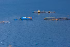 Bảo tồn nguồn hải sản để phát triển bền vững