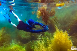 Mê mẩn sắc vàng mùa rong mơ trên Ghềnh Bàng