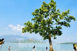 Đến Quảng Trị, chữa lành tâm hồn bên… 'cây cô đơn'