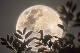 Tối nay người Việt sẽ thấy Trăng Hồng: Trăng tròn nhỏ nhất năm 2025, vì sao?