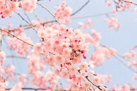 Tết rồi, về nhà thôi...