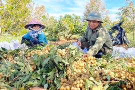 Chư Sê đẩy mạnh ứng dụng khoa học công nghệ vào sản xuất