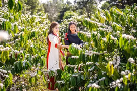 Ẩm thực “độc lạ” từ cây càphê sẽ được giới thiệu ở Lễ hội Càphê Buôn Ma Thuột