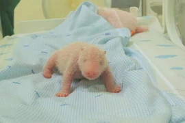 Gấu trúc đầu tiên ra đời ở Indonesia