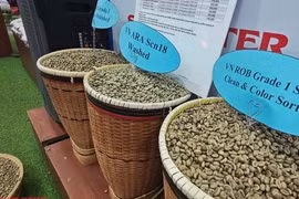 Giá cà phê hôm nay 9-4: Ba lần sụp giá