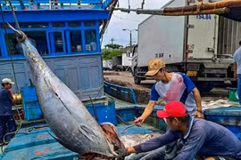 Xem ngư dân 'khui hầm' cá đánh bắt được từ Hoàng Sa, Trường Sa