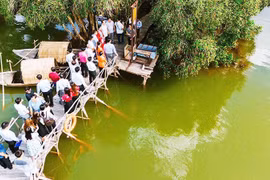 Tìm ký ức xưa giữa rừng tràm