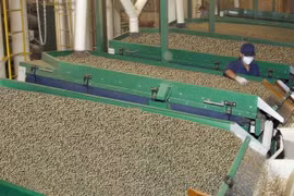 Giá cà phê hôm nay 21-2: Arabica và Robusta cùng giảm mạnh