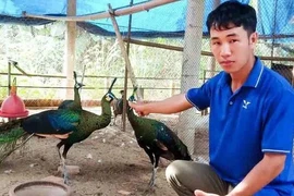 “Vua chim” Gia Lai và khoảng cách giữa vinh danh - vòng lao lý
