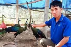 “Vua chim” Gia Lai và khoảng cách giữa vinh danh - vòng lao lý