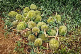 Phó Thủ tướng Trần Hồng Hà yêu cầu xử lý thông tin "sầu riêng vẫn loay hoay giải quyết chất vàng O"