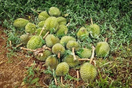 Phó Thủ tướng Trần Hồng Hà yêu cầu xử lý thông tin "sầu riêng vẫn loay hoay giải quyết chất vàng O"