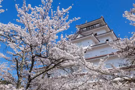 Bay charter qua Nhật ngắm hoa anh đào