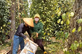 Đầu tư thâm canh tăng năng suất, chất lượng hồ tiêu