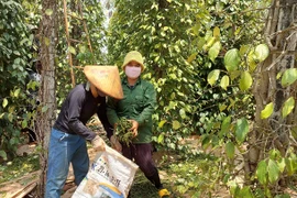 Đầu tư thâm canh tăng năng suất, chất lượng hồ tiêu
