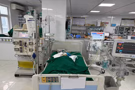 Bé gái 9 tuổi nguy kịch vì bị đàn ong vò vẽ đốt hơn 50 nốt