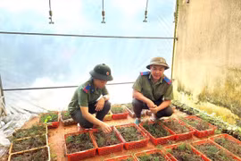 Vào vương quốc thủy tùng - Kỳ cuối: Gian nan chữa bệnh 'vô sinh'