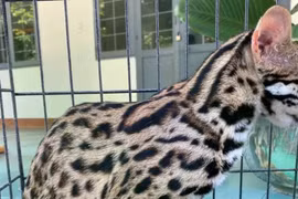 Kon Tum: Tiếp nhận cá thể mèo rừng và rùa núi viền do người dân tự nguyện giao nộp