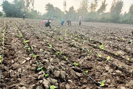 Ia Rsai tái cơ cấu nông nghiệp: Thích ứng biến đổi khí hậu