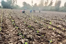 Ia Rsai tái cơ cấu nông nghiệp: Thích ứng biến đổi khí hậu