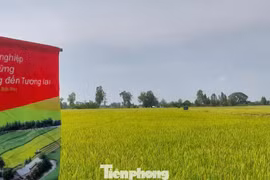 Hết thời trồng lúa kiểu 'nhất nước, nhì phân, tam cần, tứ giống'