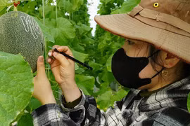 Khắc thư pháp trên dưa lưới bán tết, thu nhập gần 500 triệu đồng