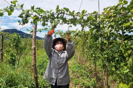 Chanh dây vàng hương mật ong: Vị ngọt từ nông nghiệp sạch