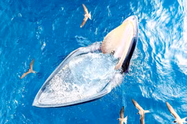 “Biển” trong góc máy của nhiếp ảnh gia phố núi