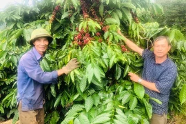 Liên kết sản xuất giúp nông dân Kon Gang nâng cao thu nhập