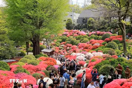 Nhật Bản: Rực rỡ lễ hội hoa đỗ quyên tại thủ đô Tokyo
