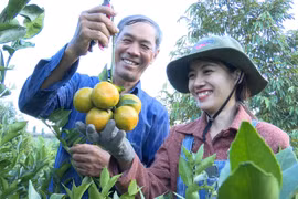 Cô gái 9X và giấc mơ nông nghiệp sạch ở quê nhà