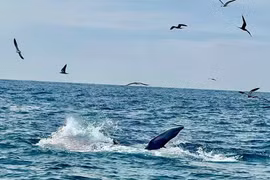 Du khách bất ngờ bắt gặp cá voi săn mồi trên biển Vĩnh Hy